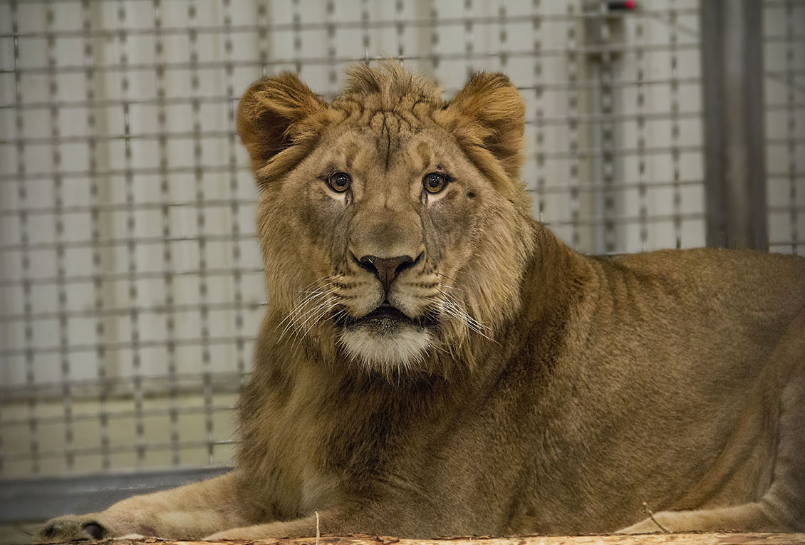 Lion Zoo Park